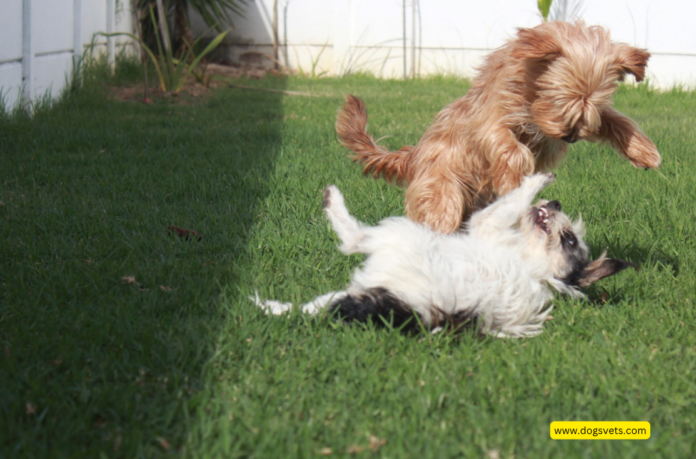 When the Unexpected Happens: Handling a Dog Fight at Daycare